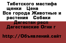  Тибетского мастифа щенки › Цена ­ 10 000 - Все города Животные и растения » Собаки   . Дагестан респ.,Дагестанские Огни г.